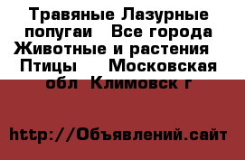 Травяные Лазурные попугаи - Все города Животные и растения » Птицы   . Московская обл.,Климовск г.